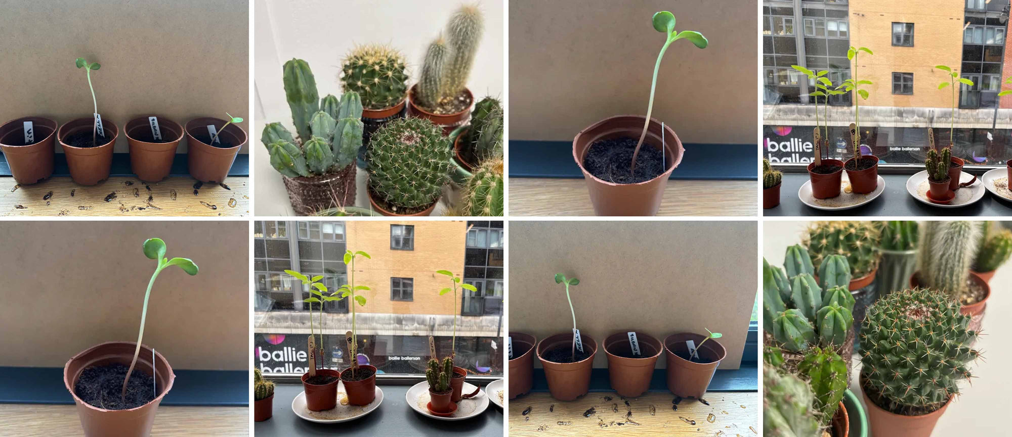 Garden Club