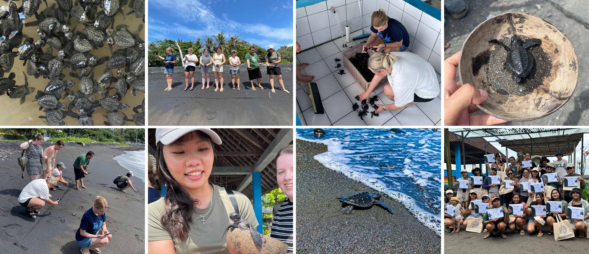 Sea Turtle Release