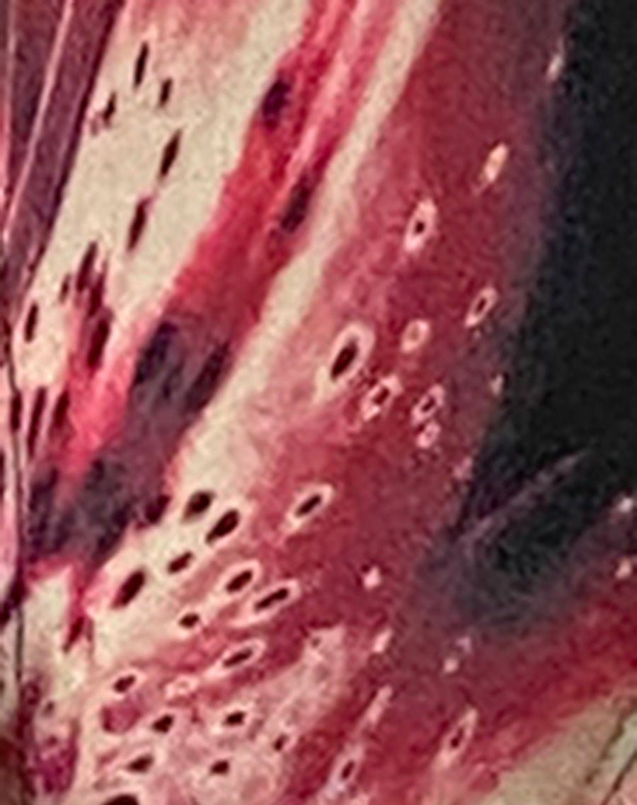 Image of Lentra Bikini Bottom in Lily Bloom
