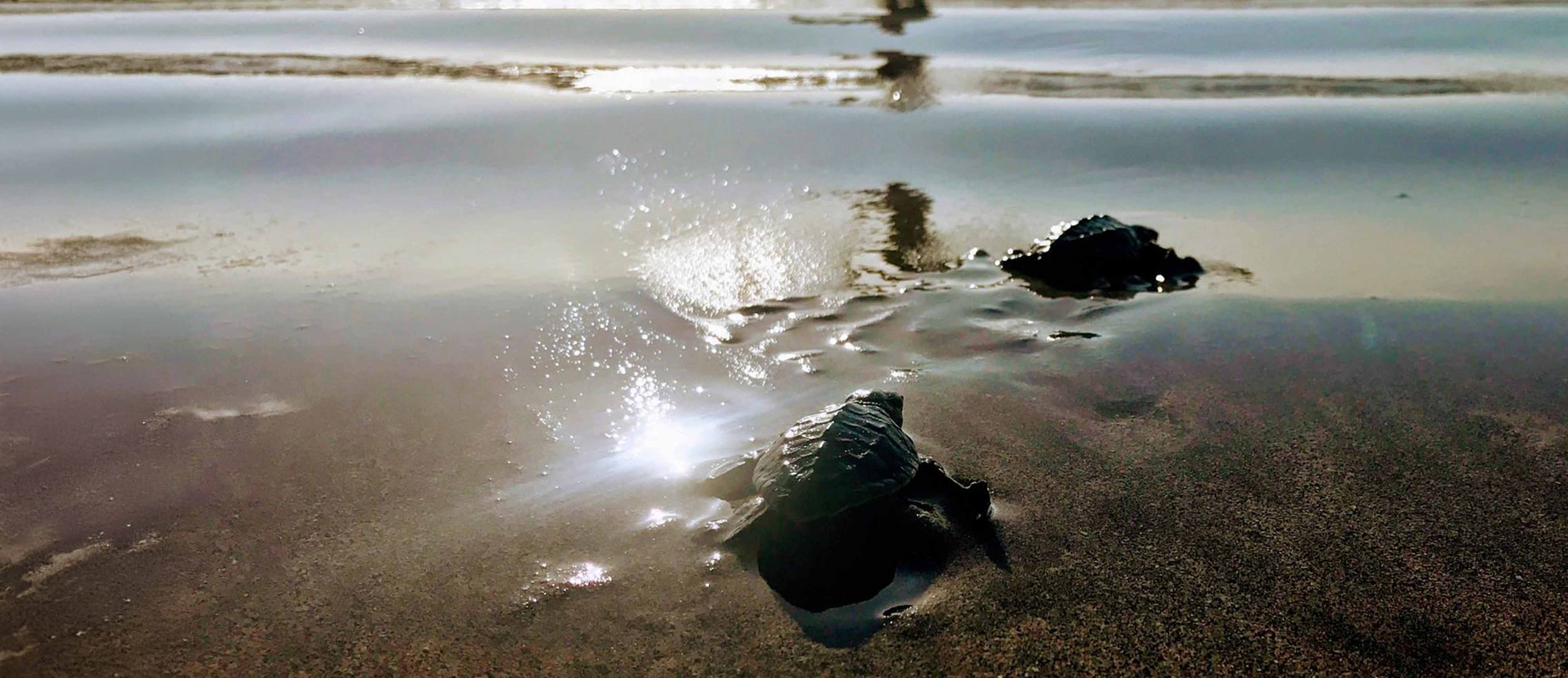 Sea Turtle Release